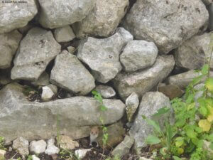 Ein Mauswiesel schaut aus einer Steinmauer hervor