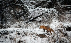 Ein Fuchs zieht durch die verschneite Waldlandschaft